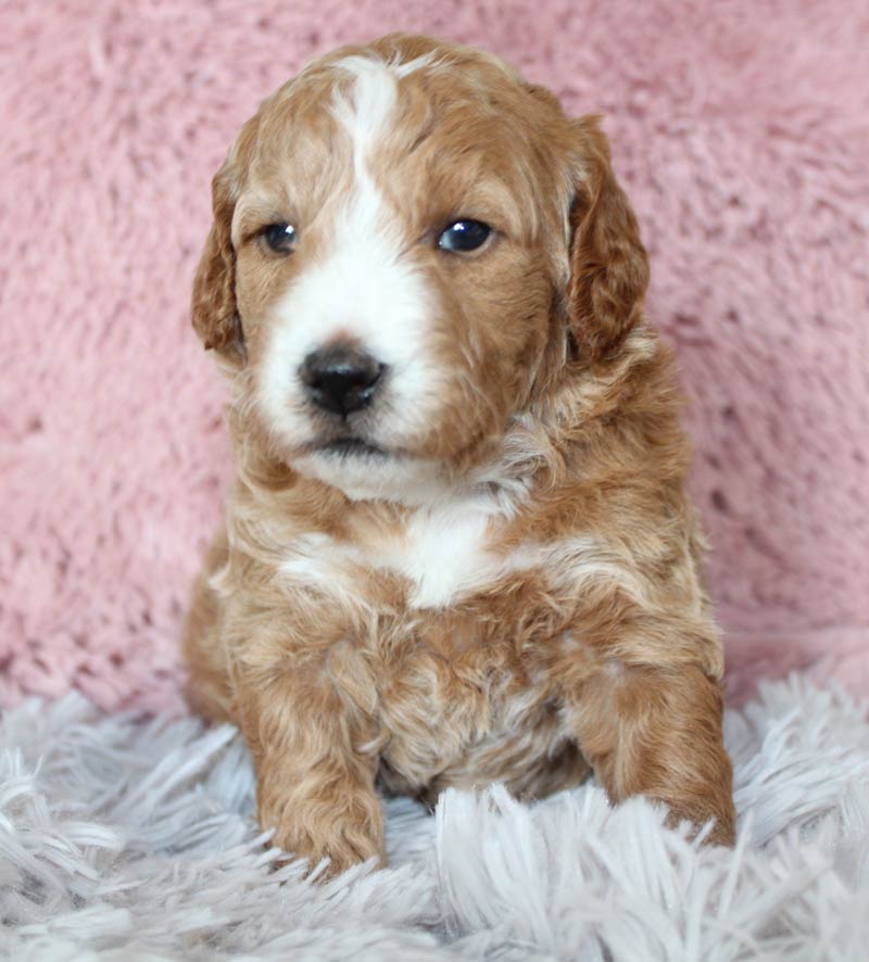 Beautiful Blue Diamond Cream Colored Mini Goldendoodle from Balch Springs.
